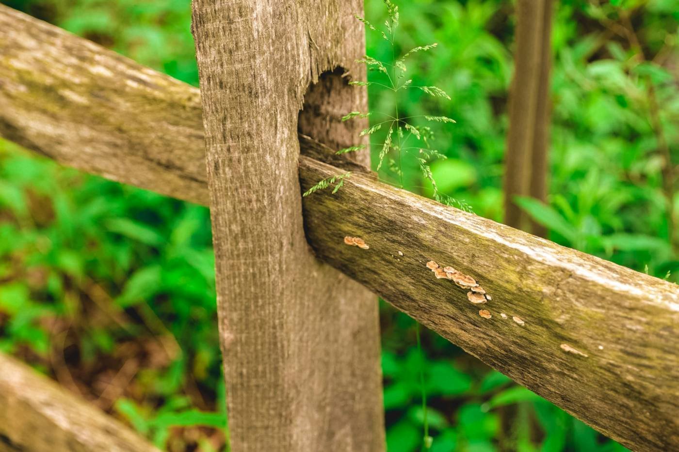 A broken post and rail fence