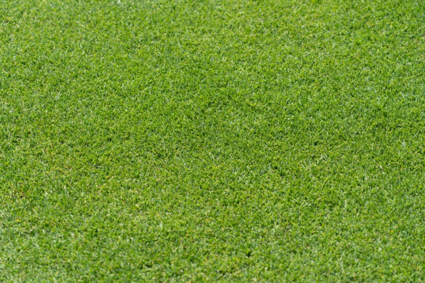 A close-cut green lawn